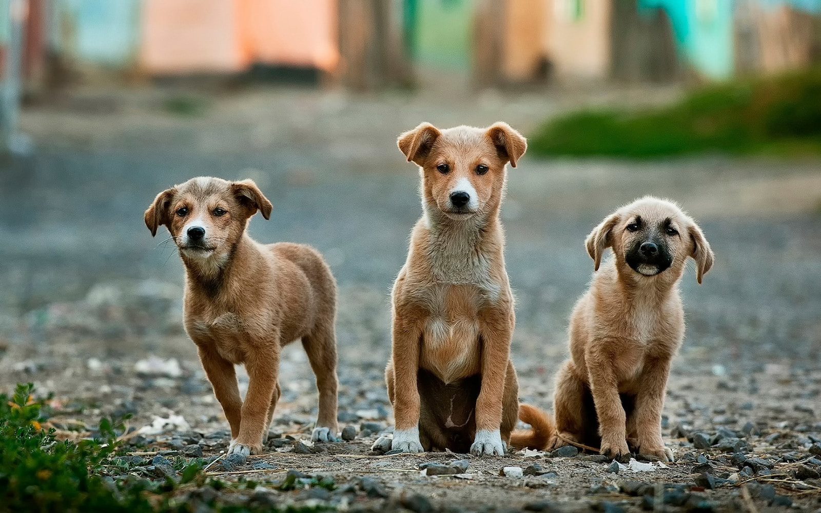 Utah in top 10 for Google searches for veterinary care.