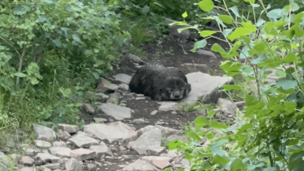 A badger was spotted on Iron Mountain Trail in Park City, Utah on July, 18 2023.