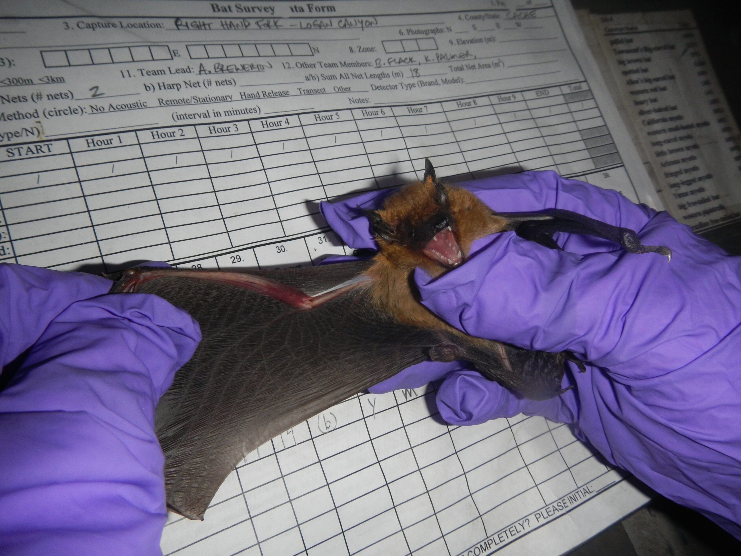 Dwr Tips To Avoid Issues With Bats During Utahs Bat Season Townlift Park City News 6435