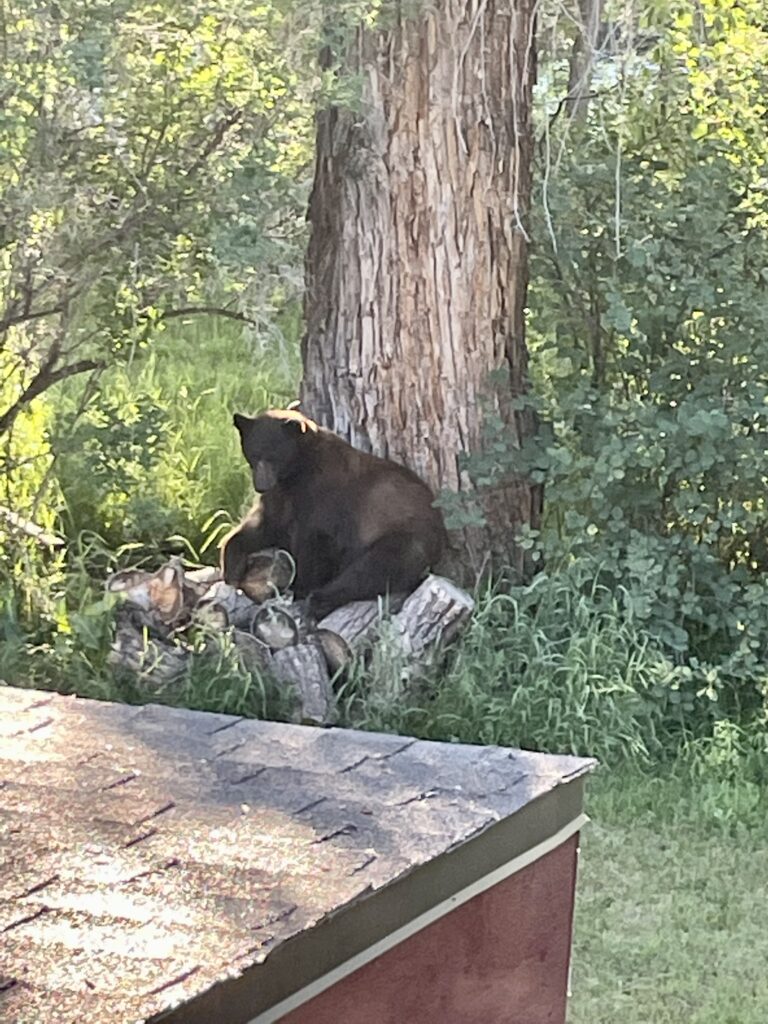 Steamboat Springs, July 4, backyard (Sally's house) bear