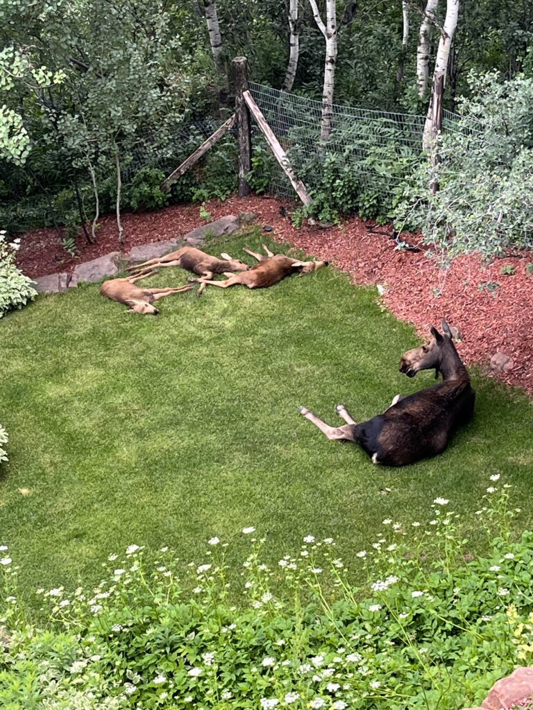 The photo in question of the Moose triplets and mama take a nap