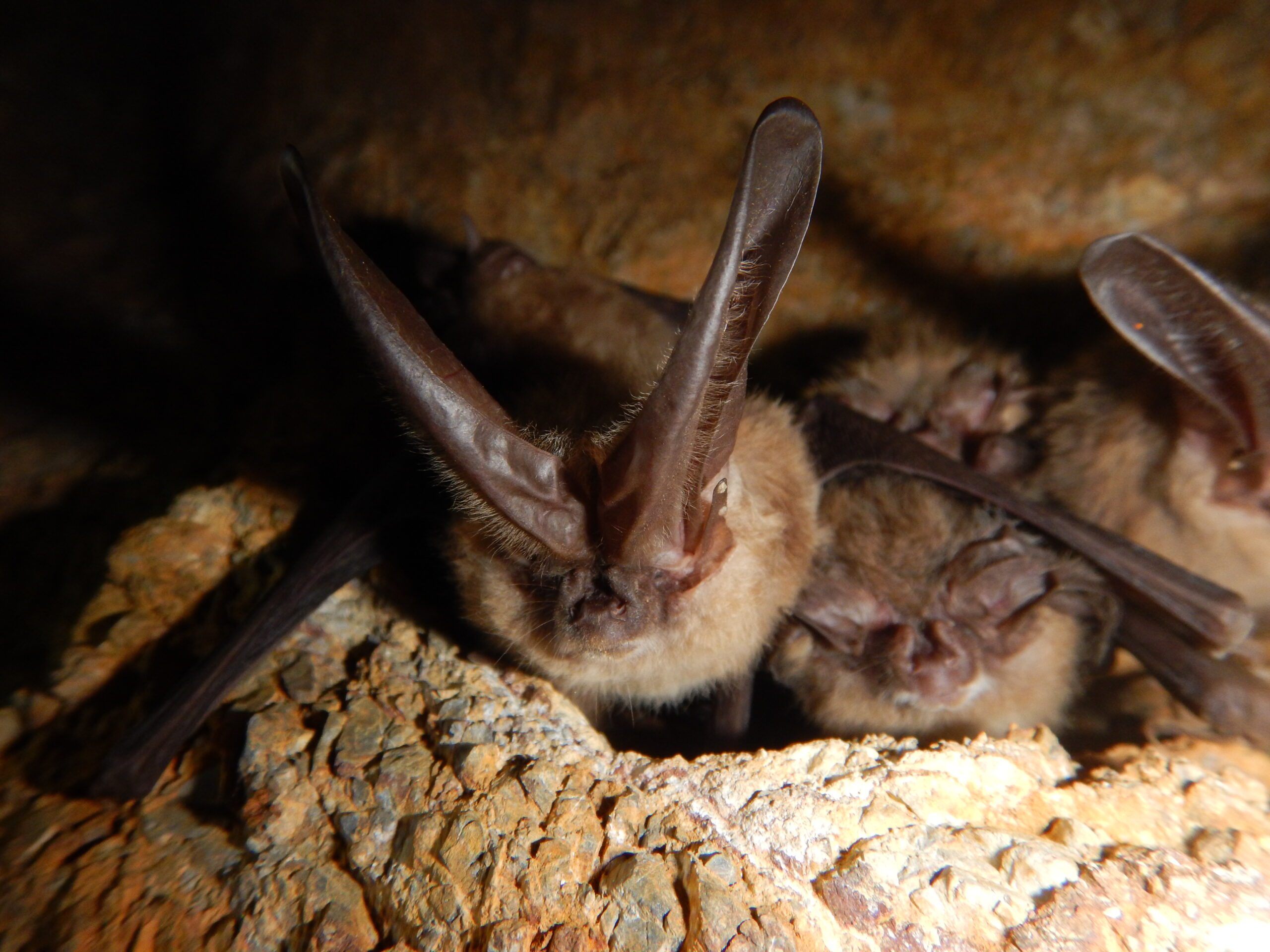 A Townsend Big Eared Bat.