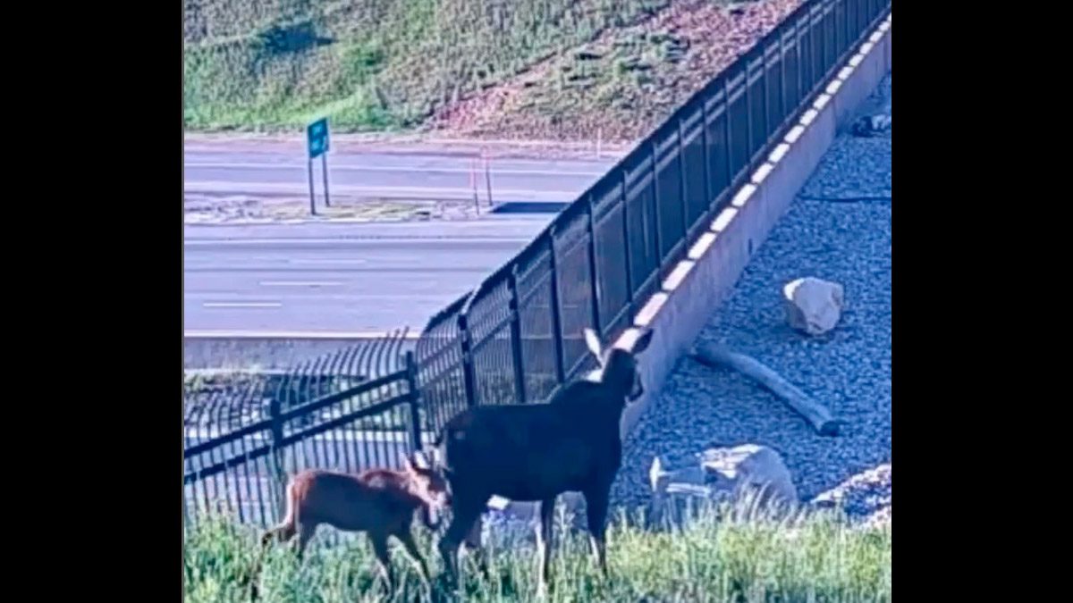 Mama and baby moose using the wildlife bridge at Parleys Summit over I-80