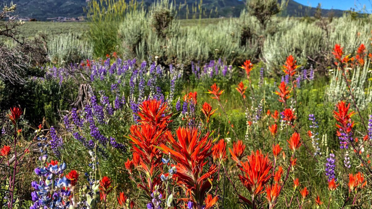 Wildflowers bloom along a Park City-area trail in late July, offering hikers a brief window to catch the Wasatch Back’s summer color.