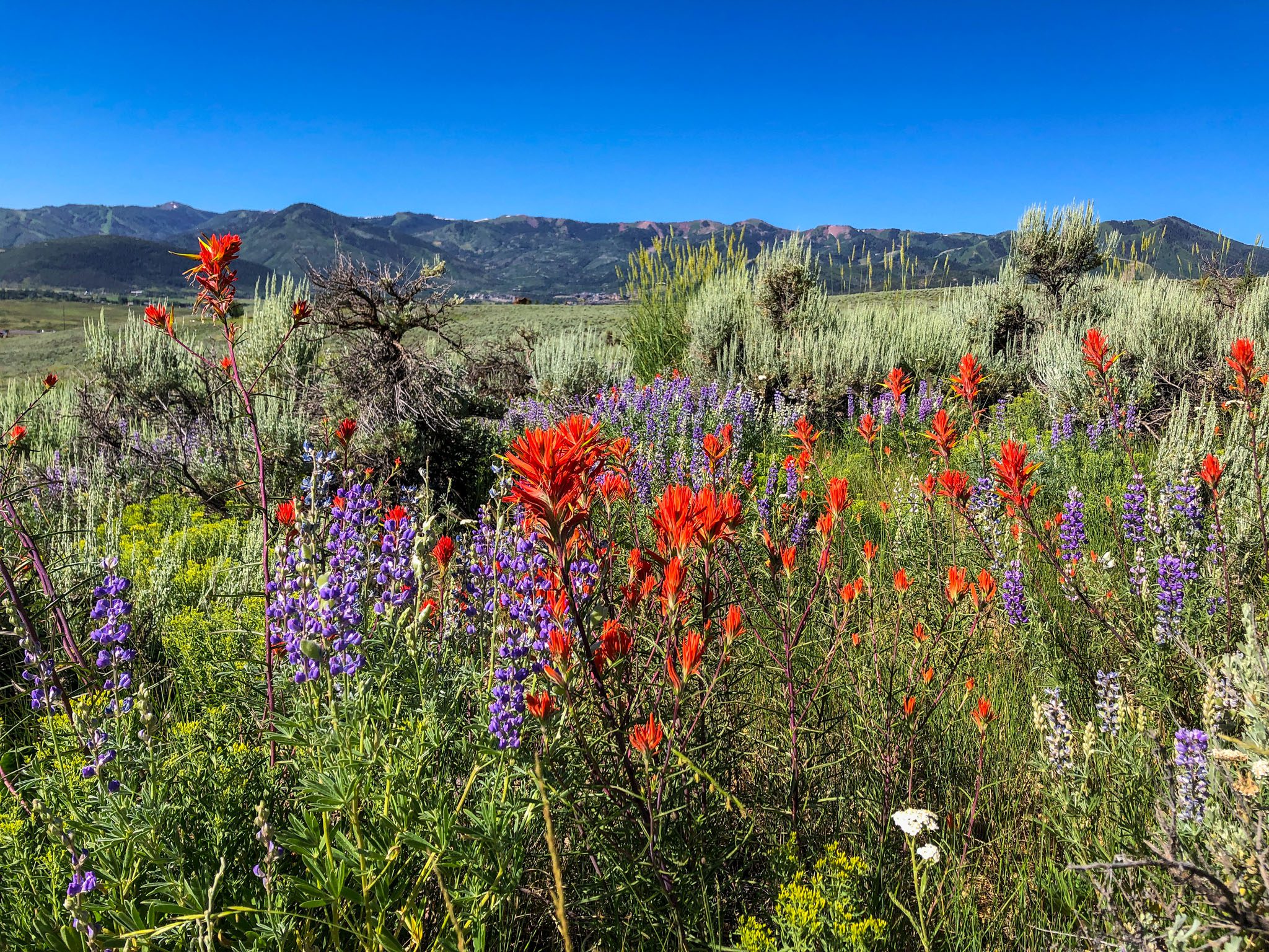 Park City Wildflowers July 16, 2023