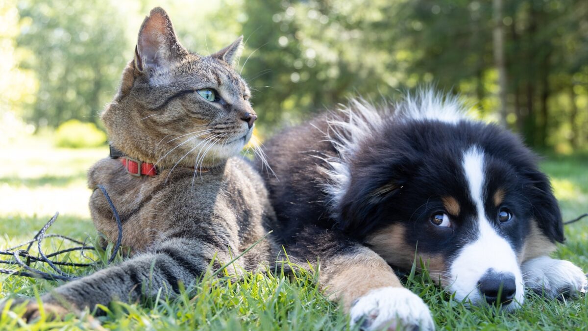 Summit County Animal Control, in partnership with Mirror Lake Veterinary Services, will host a $15 rabies vaccination clinic and offer free wellness exams on Saturday, July 29.
