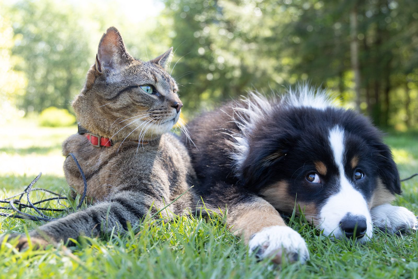 Summit County Animal Control, in partnership with Mirror Lake Veterinary Services, will host a $15 rabies vaccination clinic and offer free wellness exams on Saturday, July 29.