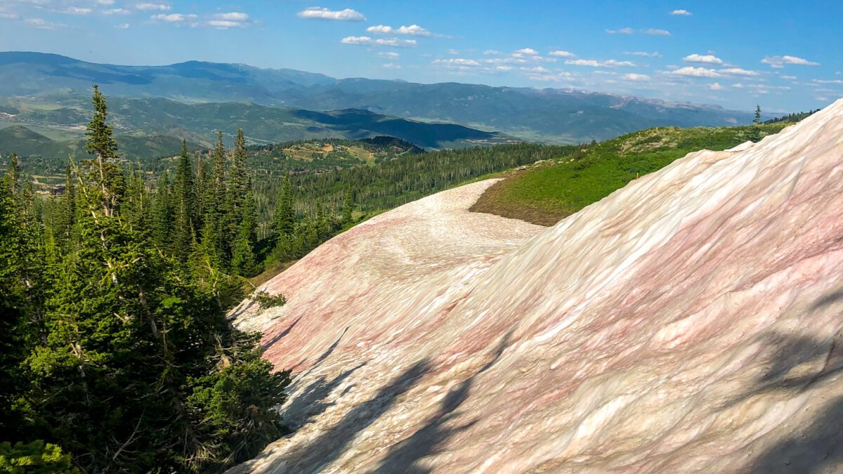 Watermelon or pink snow patch at Deer Valley Resort taken July 12 2023