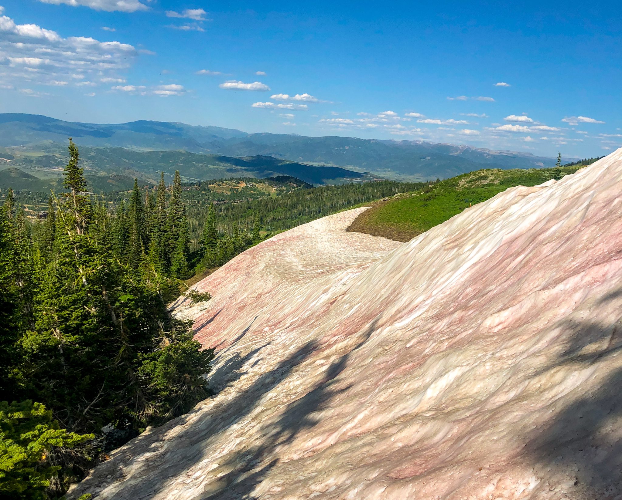 Watermelon or pink snow patch at Deer Valley Resort taken July 12 2023