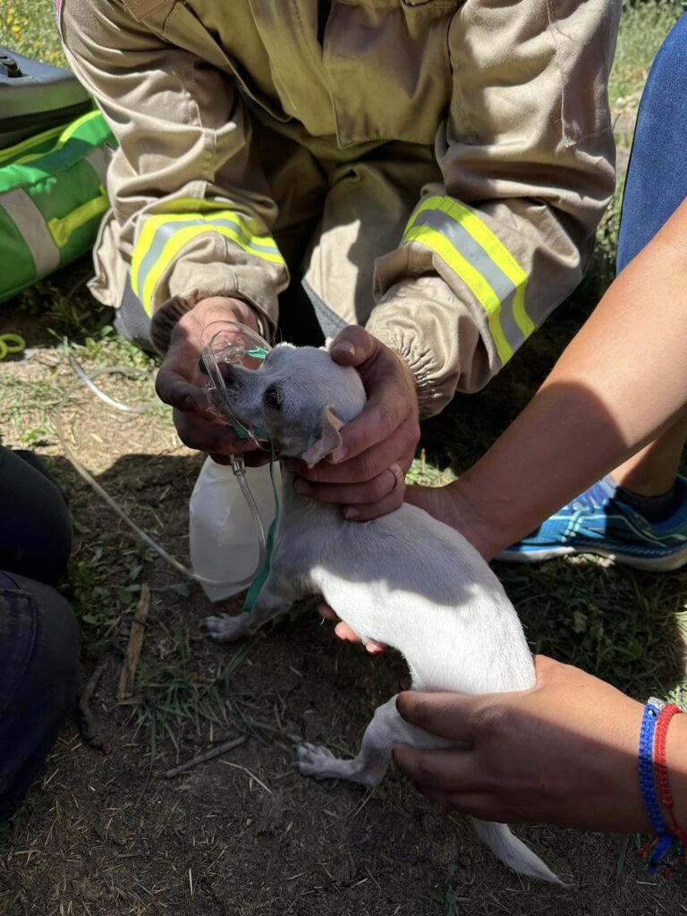 a chihuahua named Luna that was involved in a structure fire in the South Summit area. Luna is doing well.