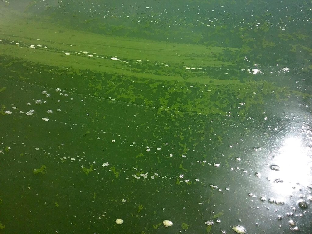 Harmful algae in reservoirs can persist into fall, state warns ...