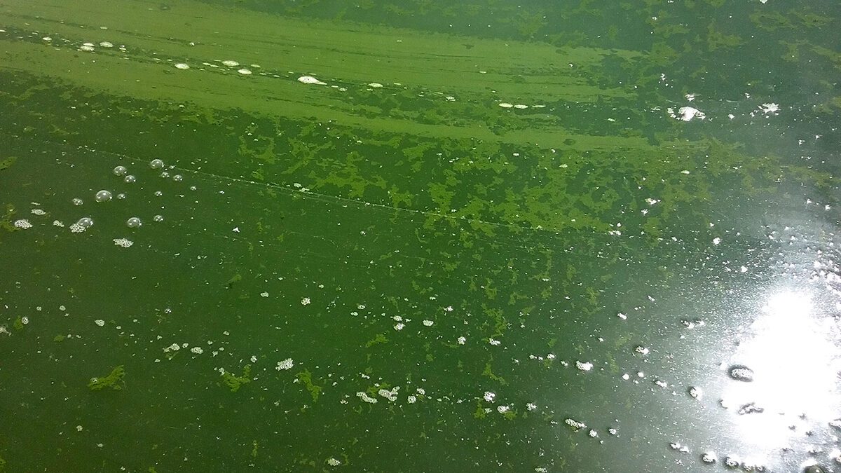 An example of a harmful algal bloom.