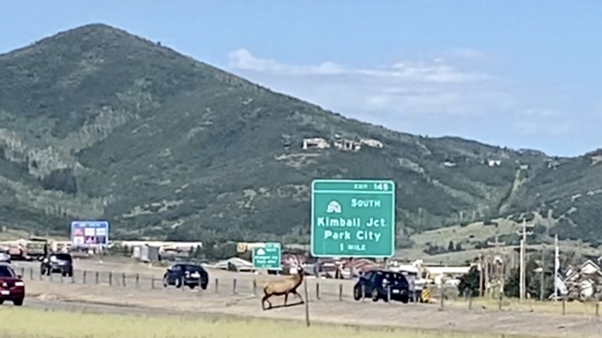 An elk jumped barriers to safely cross busy I-80 in Park City on August 18, 2023.