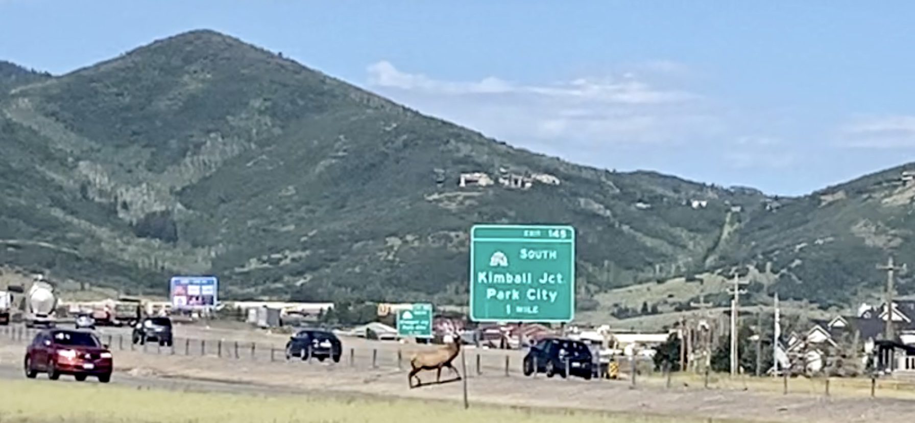 An elk jumped barriers to safely cross busy I-80 in Park City on August 18, 2023.