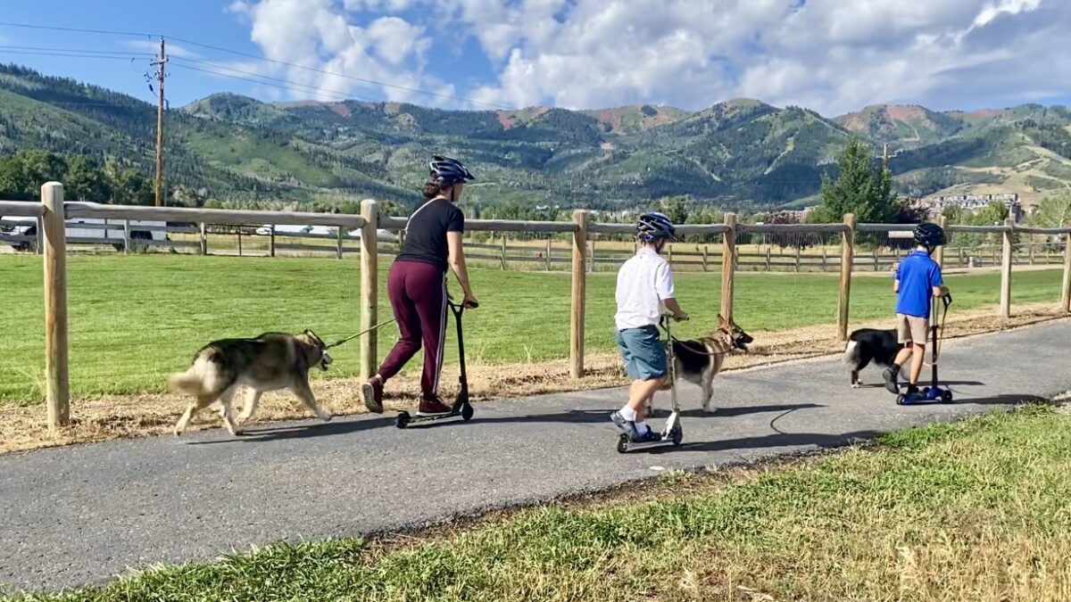 Three dogs, three dog owners, three scooters and three days until school starts.