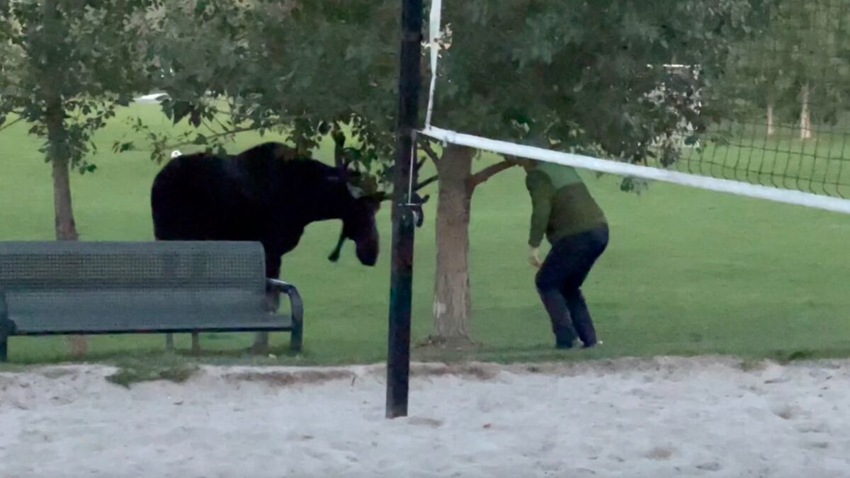 Moose charges man and dog at Pinebrook Park.