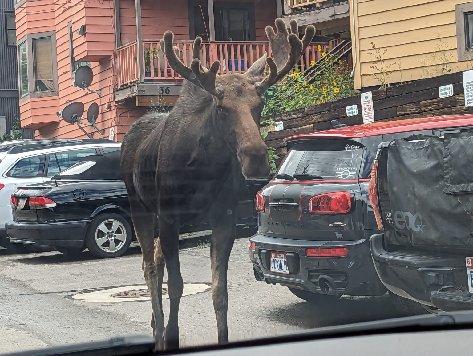 Multiple moose sightings near Park City Main Street TownLift, Park City News