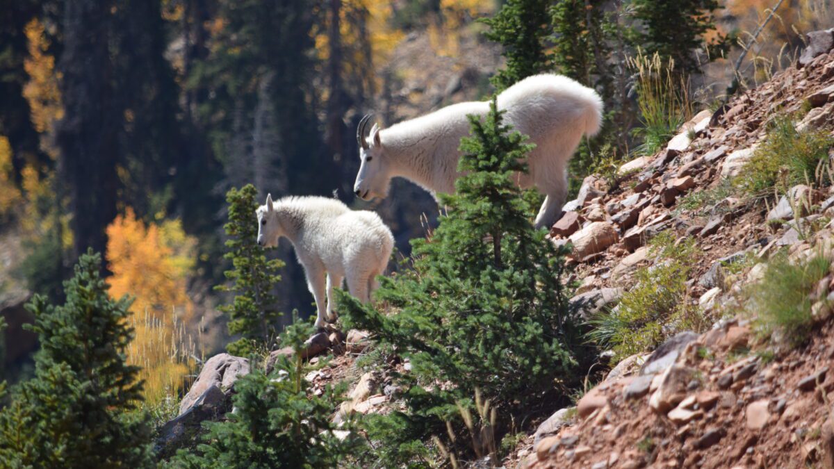 See Uinta Mountain Goats in the wild.