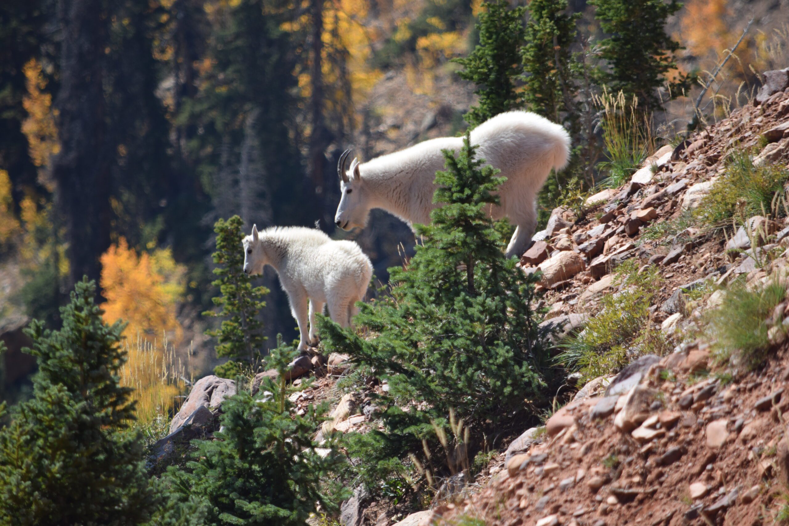 See Uinta Mountain Goats in the wild.