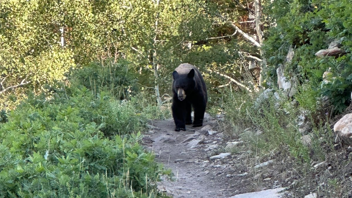 A trail runner spotted a black bear on Holly's Trail on the evening of Friday, August 4, 2023.