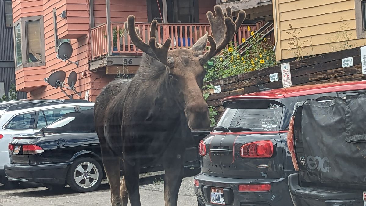 A driver turning onto Daly Avenue from Hillside Avenue snapped this photo of a moose heads down to Park City Main Street on August 25, 2023.