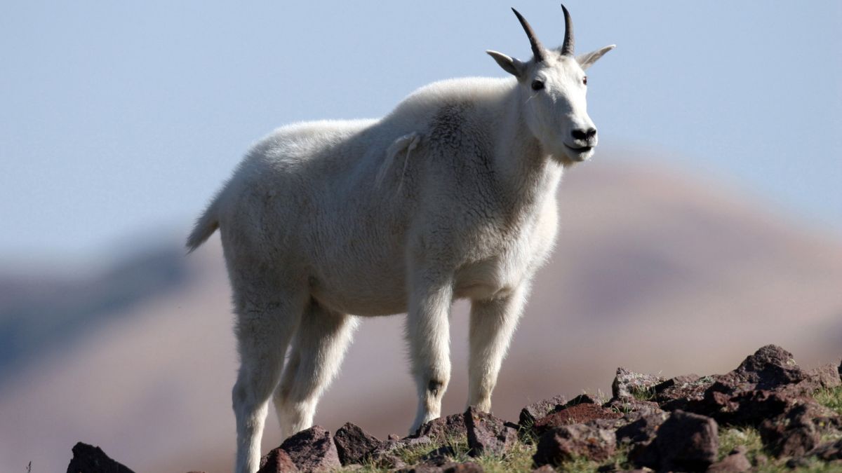 A mountain goat.