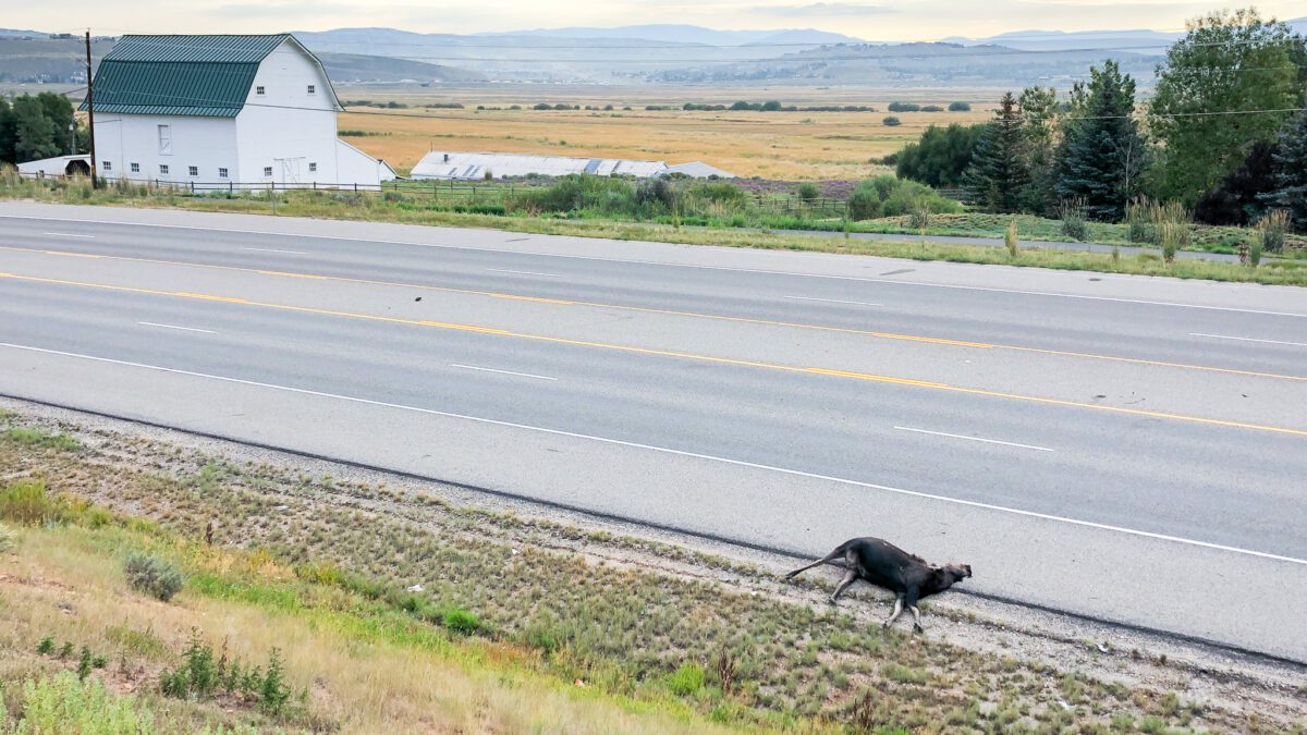 A female was moose struck and killed on S.R. 224 sometime on September 13, 2023.