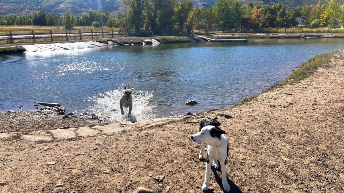 Dogs play at the Willow Creek Park dog pond on Sept. 27, 2023. The pond will close for the winter on Oct. 9.
