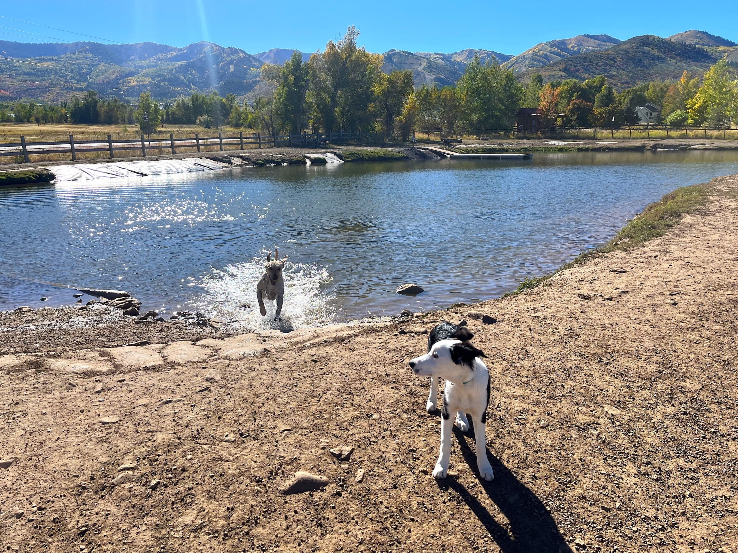 Dogs play at the Willow Creek Park dog pond.