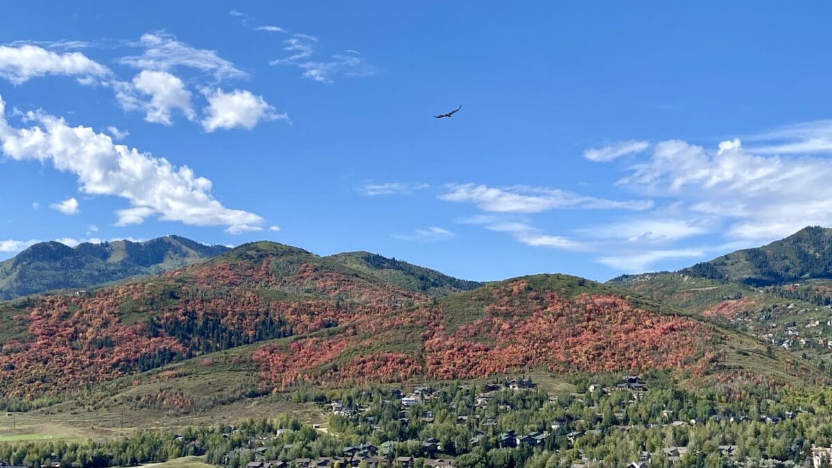 A red tailed hawk soaring over the red-leaved hills of Park City.