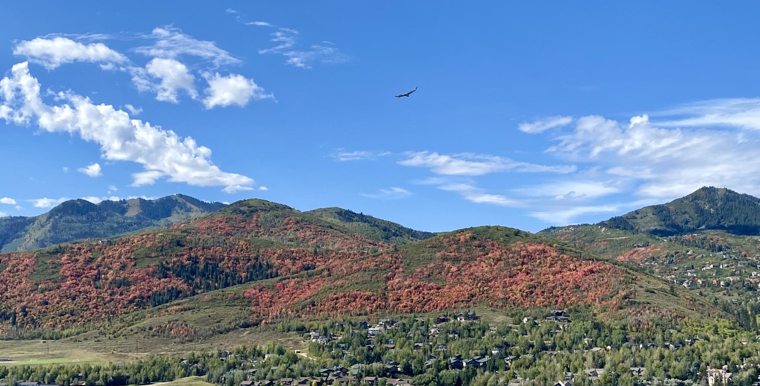 A red tailed hawk soaring over the red-leaved hills of Park City.