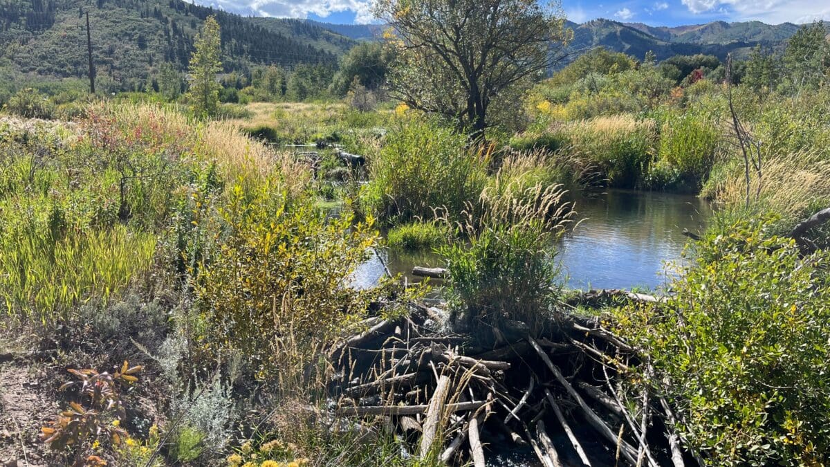 The remnants of a destroyed beaver dam on McLeod Creek, Sept. 20, 2023. Photo: TownLift
