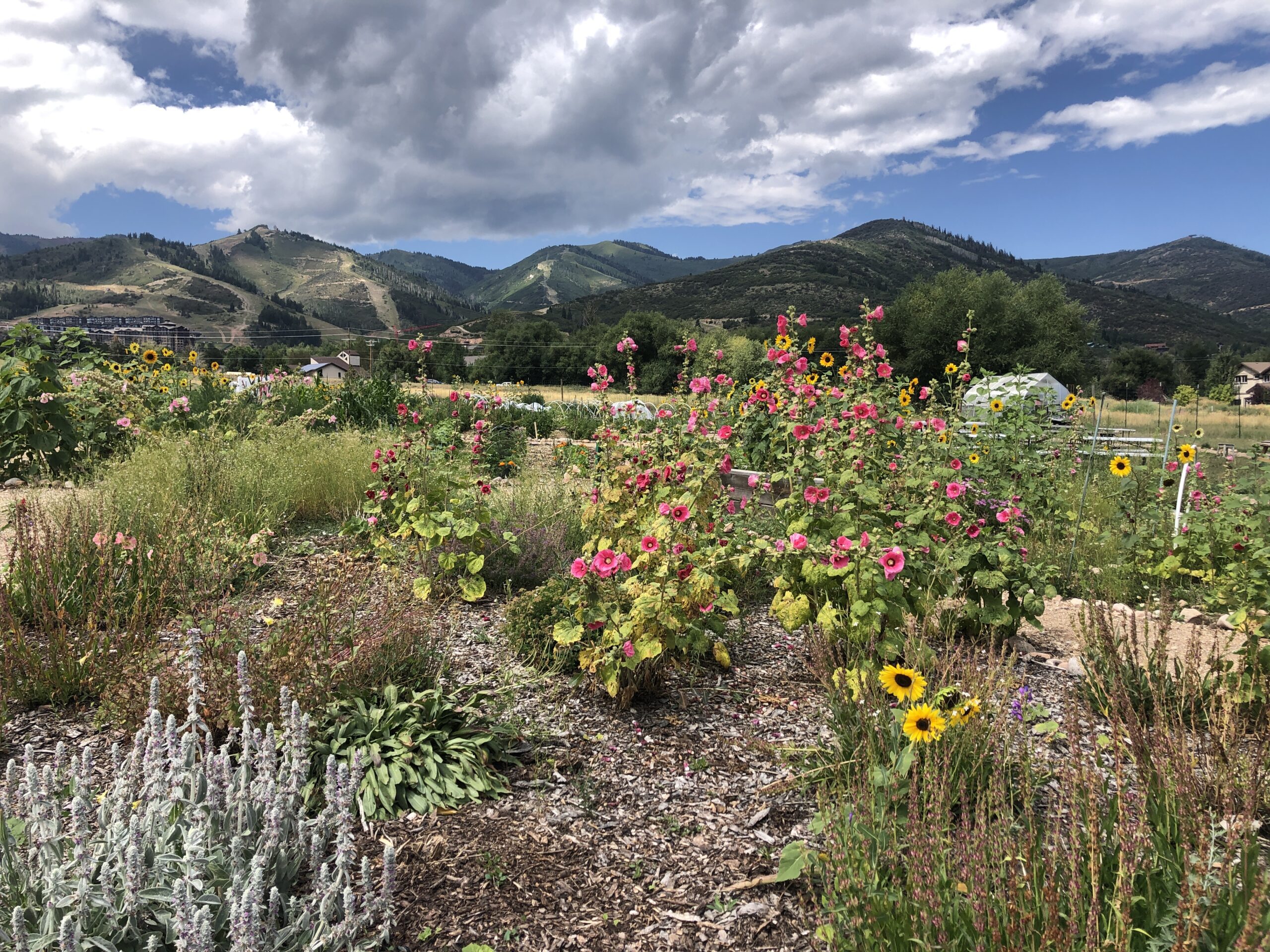 Summit Community Gardens was a 2023 RAP grant recipient.