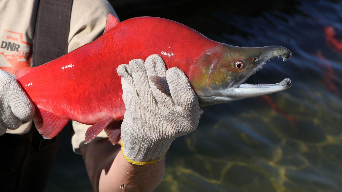 See bright red kokanee salmon in Utah this fall.