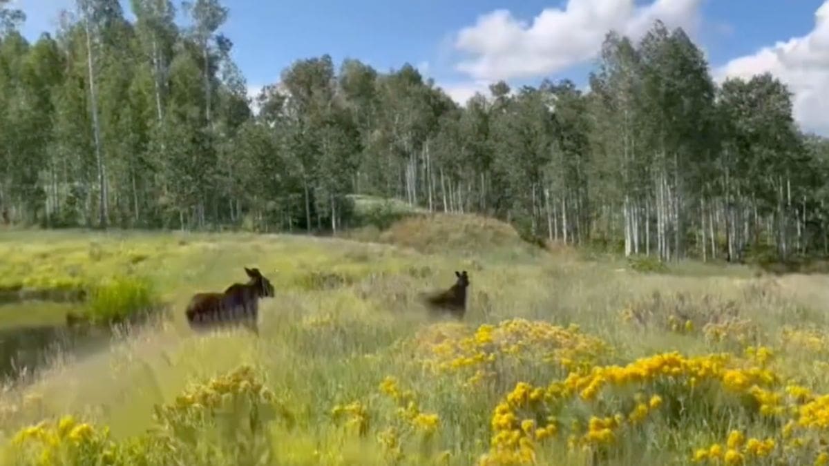 Two moose calves whose mother was recently struck and killed on SR-224 were relocated in central Utah. September, 2023.