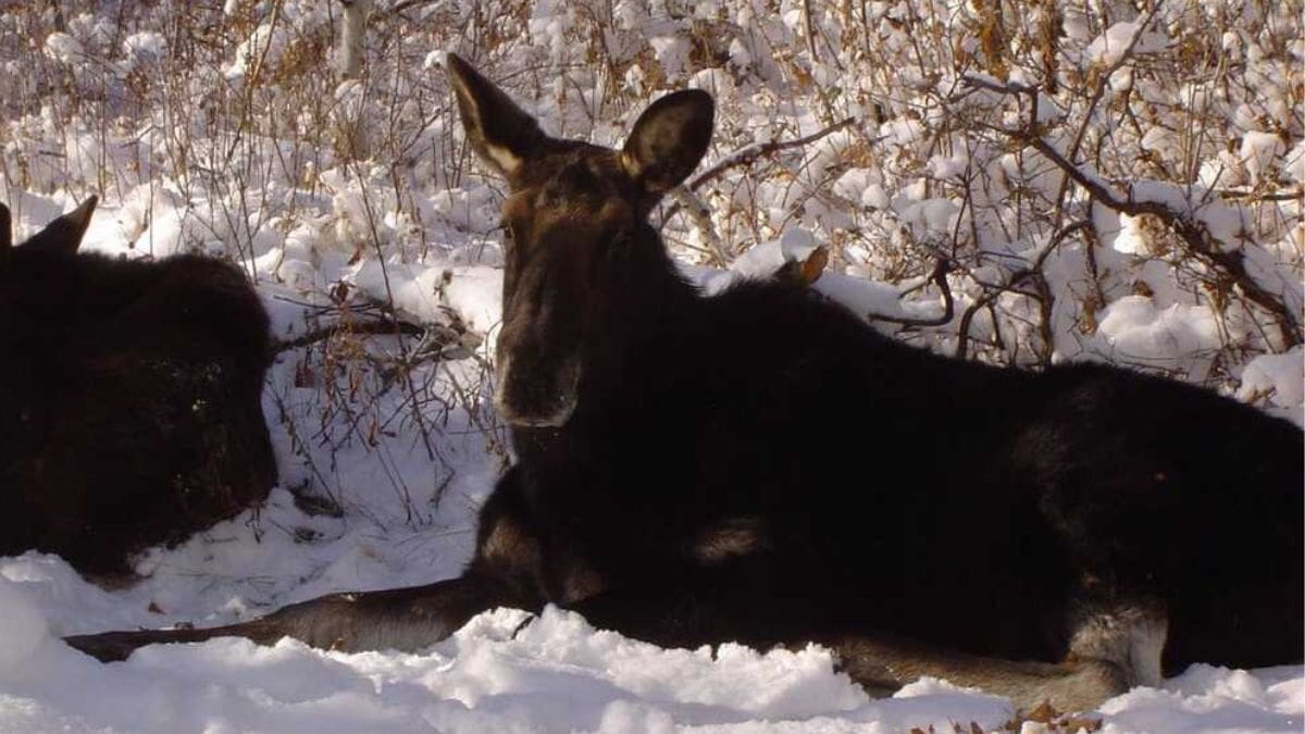 Roxii the moose who was put down by the Summit County Sheriff's Office on September 24, 2023.