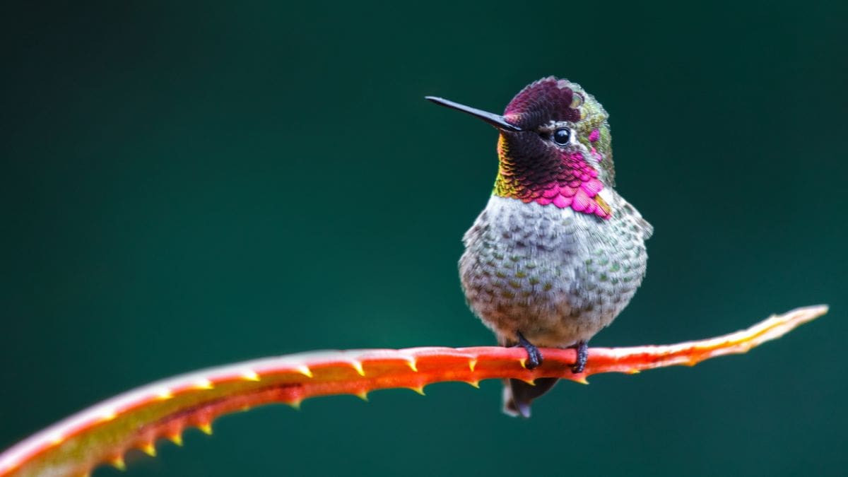 A hummingbird.