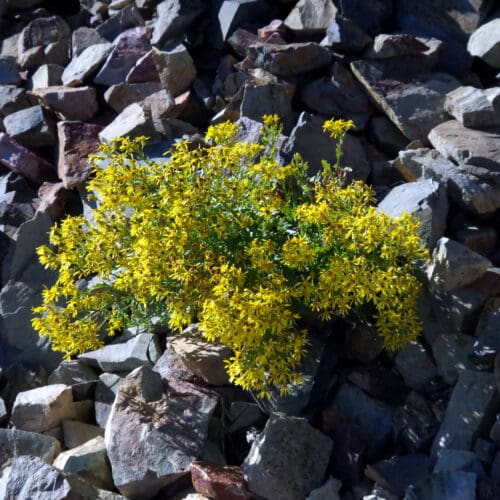 Yellow wild flowers