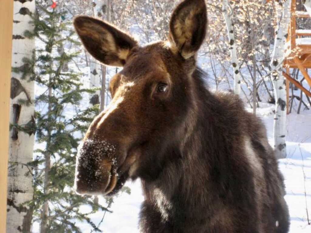 Roxii the moose who was put down by the Summit County Sheriff&#039;s Office on September 24, 2023.