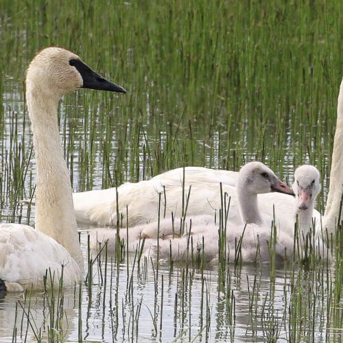 Information for Utah's 2023 waterfowl hunts TownLift, Park City News