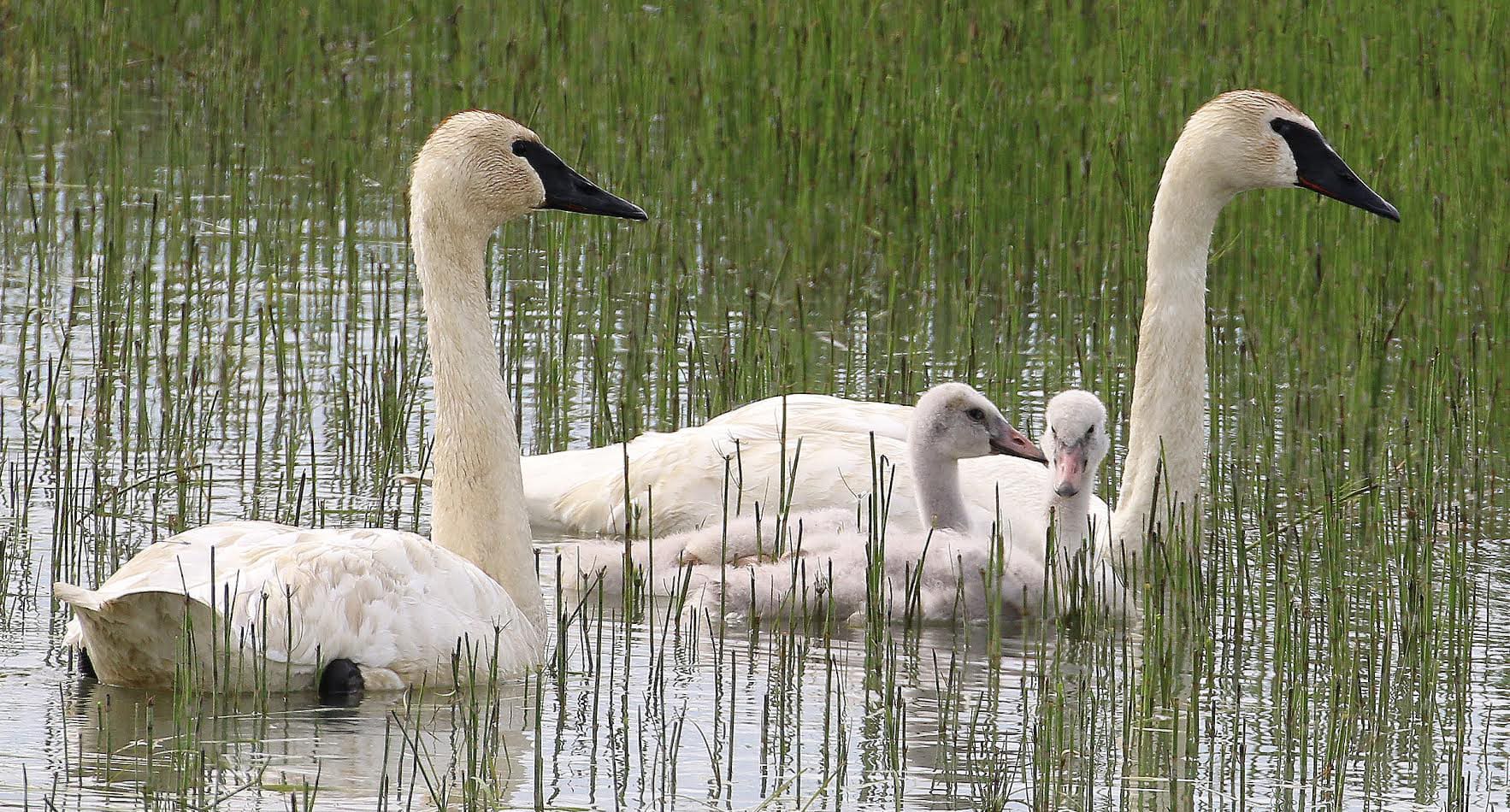 Trumpeter Swans.