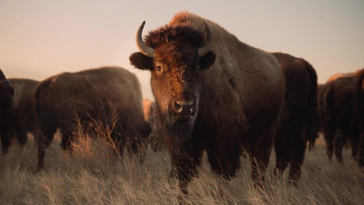 "American Buffalo," PBS