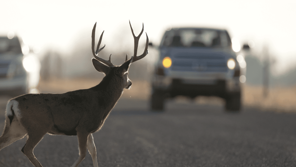 Buck deer in road