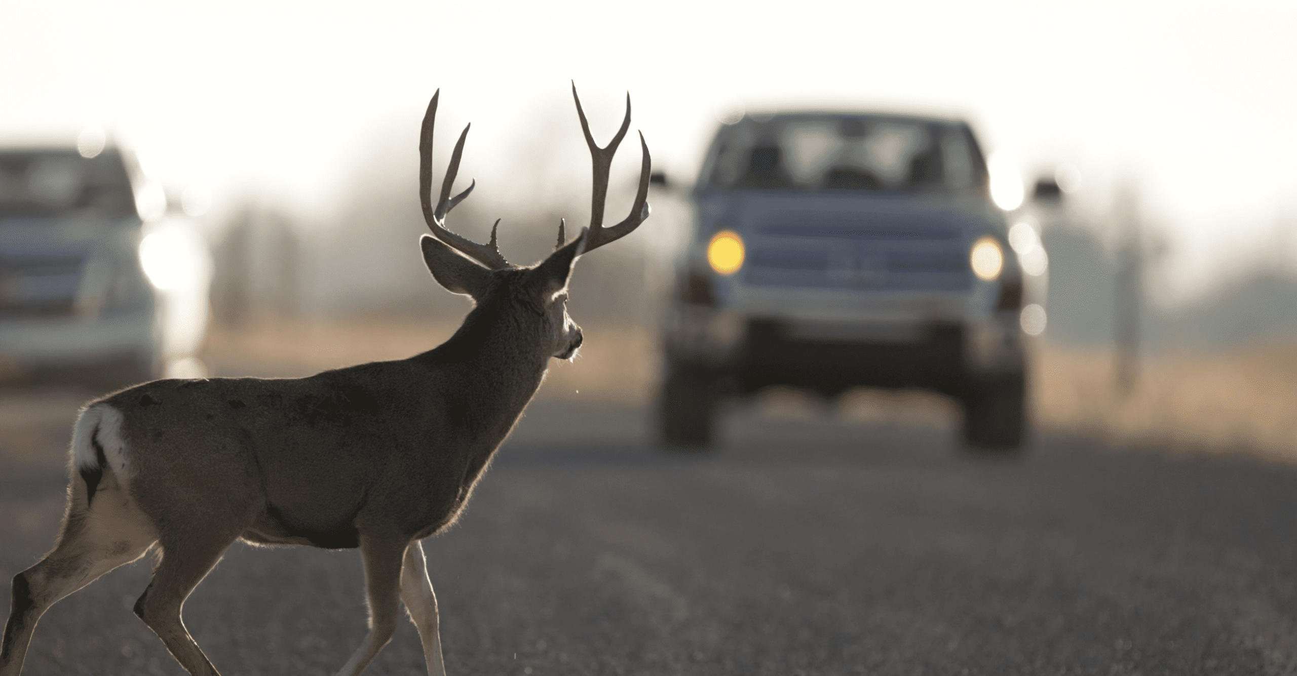 Buck deer in road