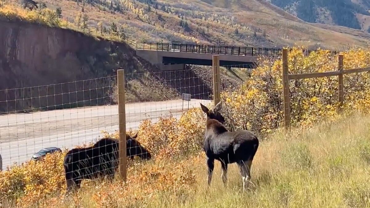 Utah DNR biologists and law enforcement officers were able to safely tranquilize and relocate the cow to the safe side of the fence with her calf.