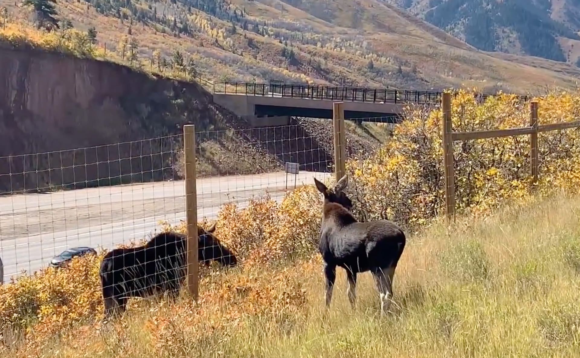 Utah DNR biologists and law enforcement officers were able to safely tranquilize and relocate the cow to the safe side of the fence with her calf.