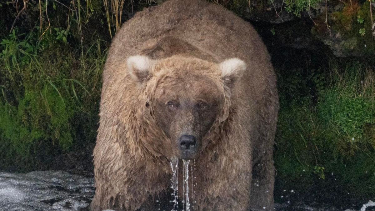 Chunky champion crowned in Katmai's Fat Bear Week competition