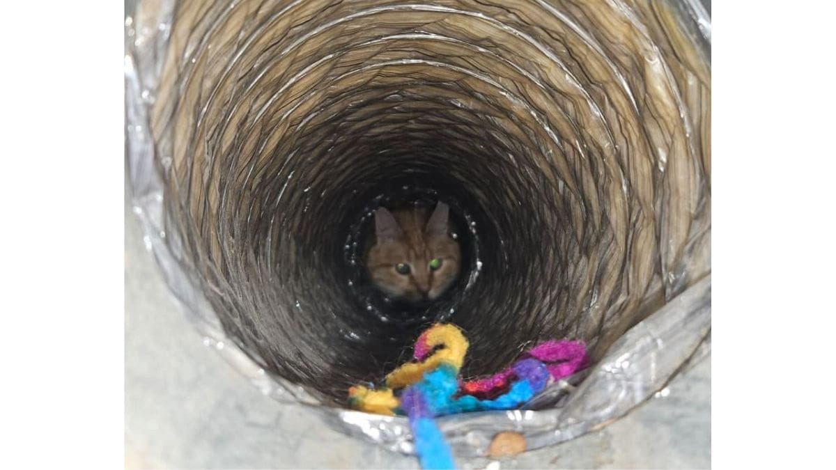Monte the cat was rescued from a heater vent on Oct. 30, 2023.