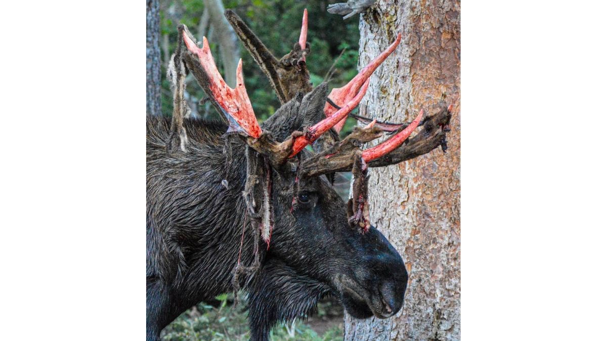 A moose sheds the skin off of his antlers as a part of the development process.