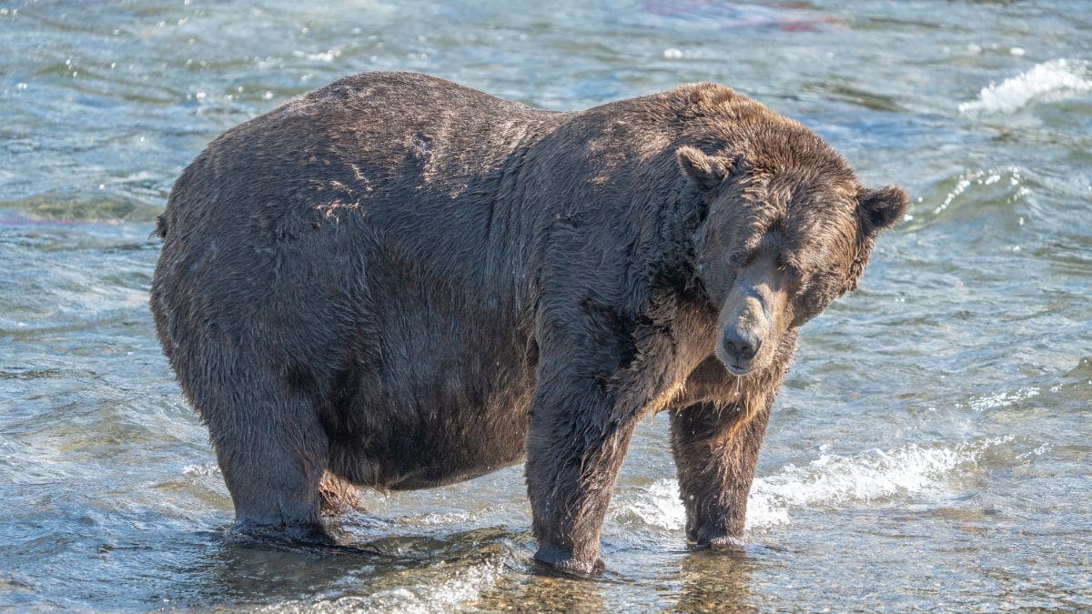 32 Chunk, a bear that lives at the Katmai National Park and Preserve, and a contender in the 2023 Fat Bear Week competition.